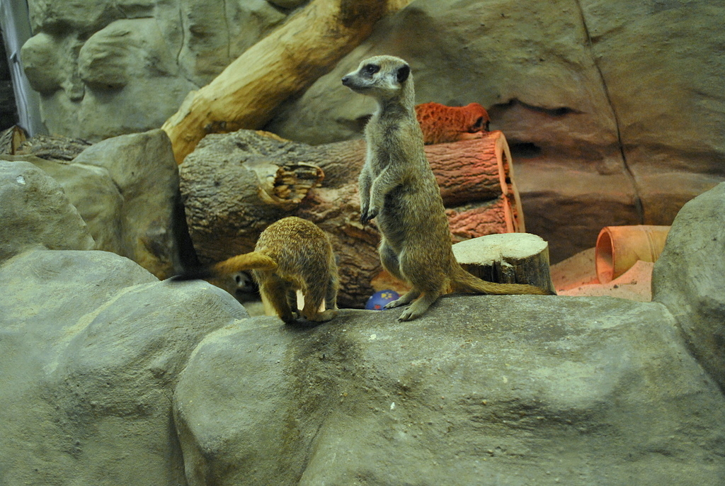 Meerkats