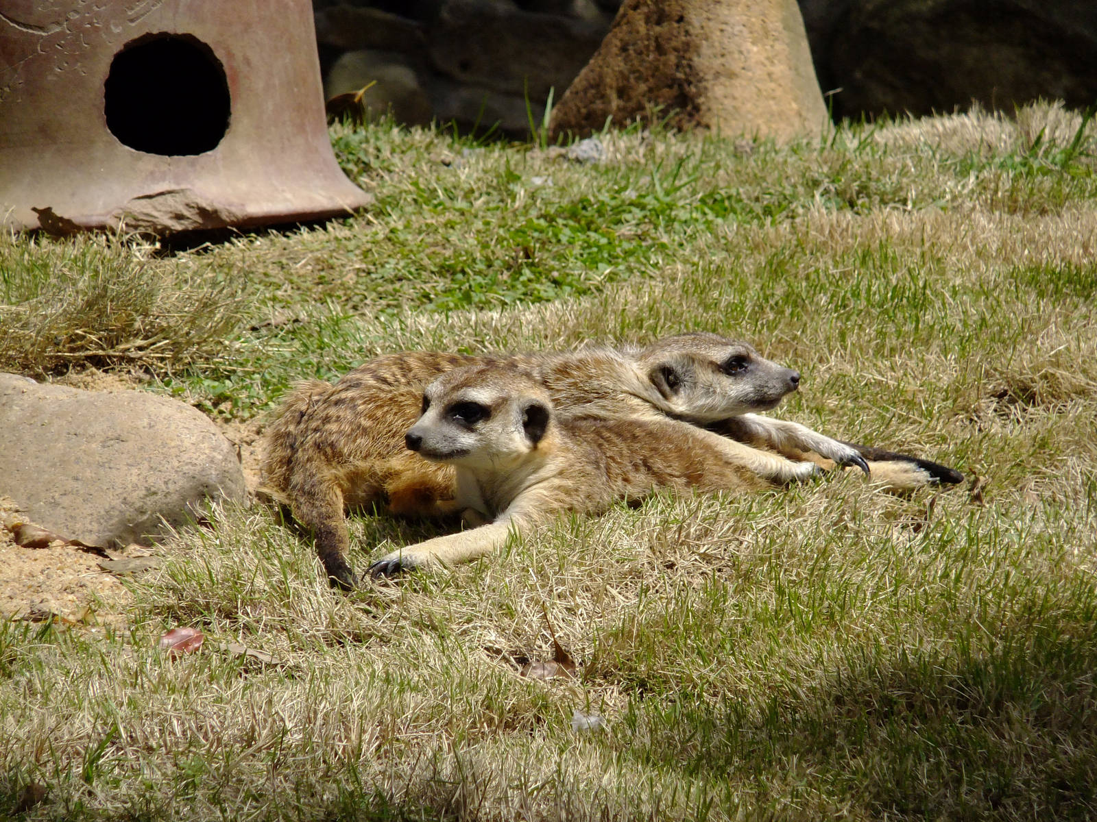 Meerkats