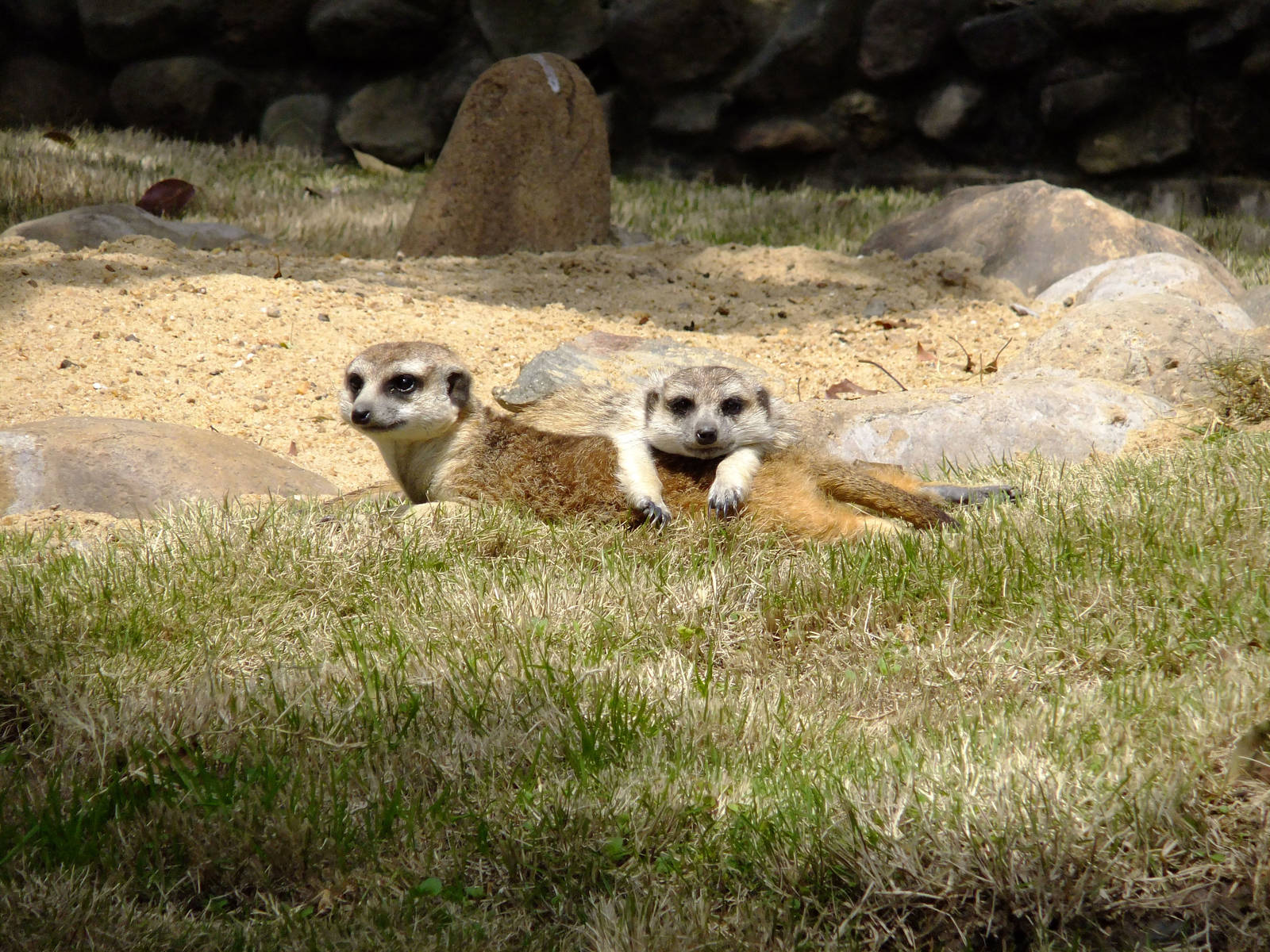 Meerkats