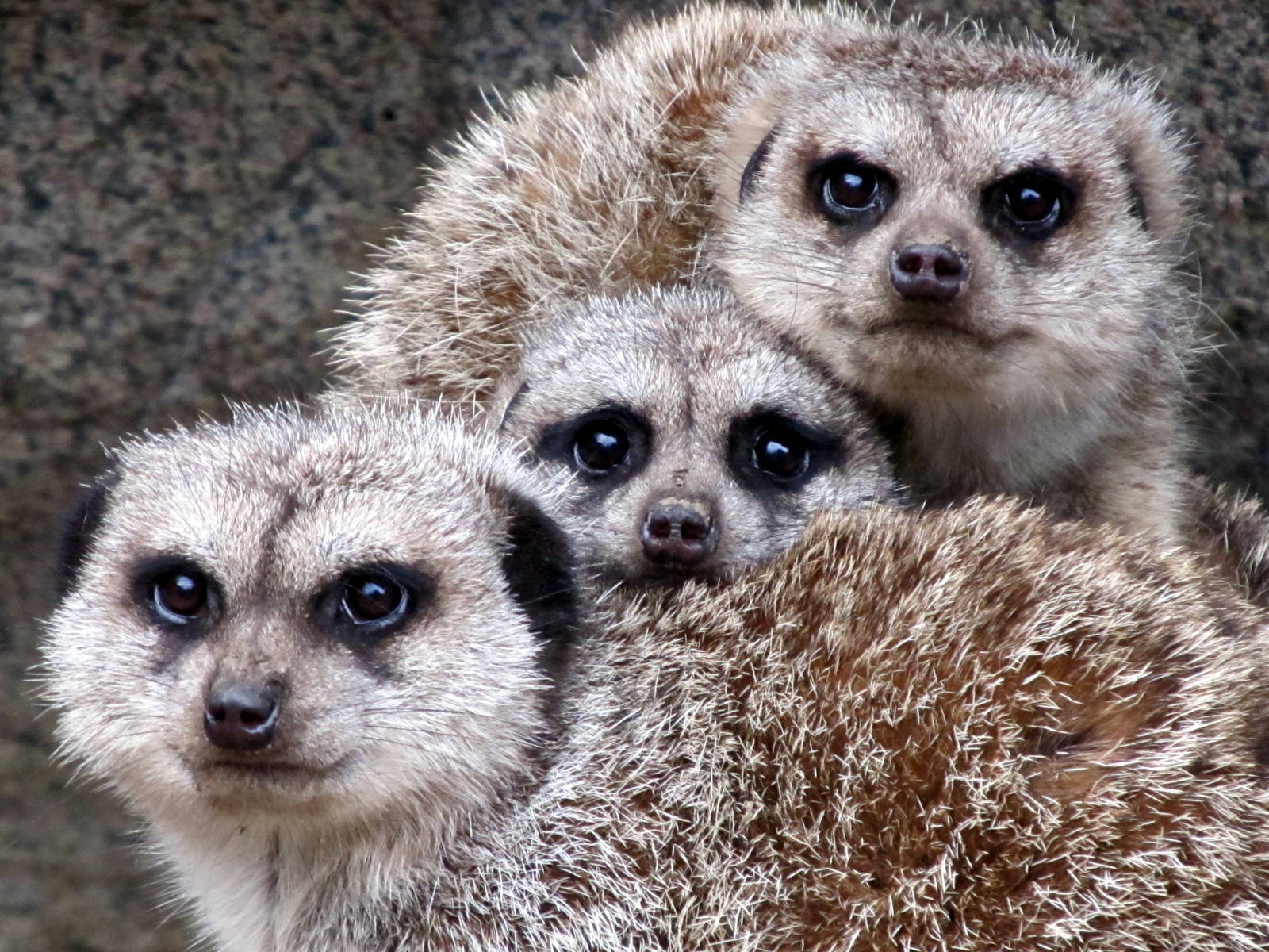 Meerkats