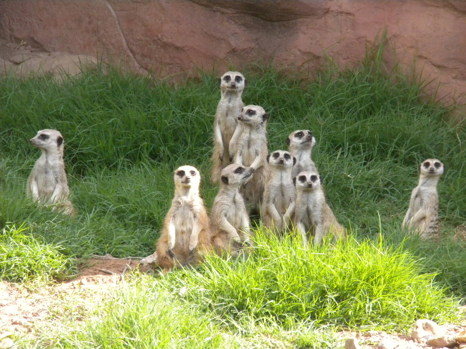 Meerkats