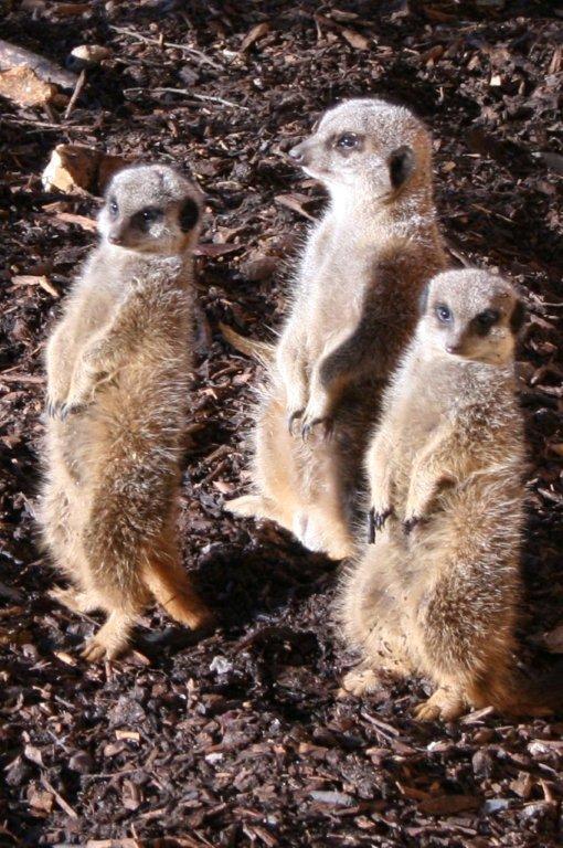 Meerkats