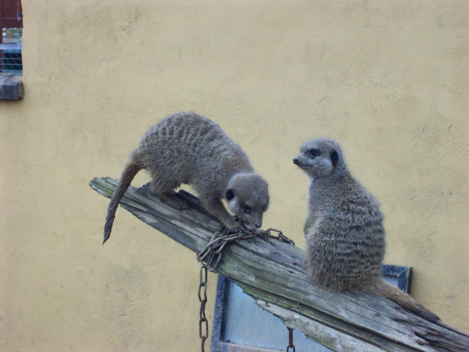 meerkats
