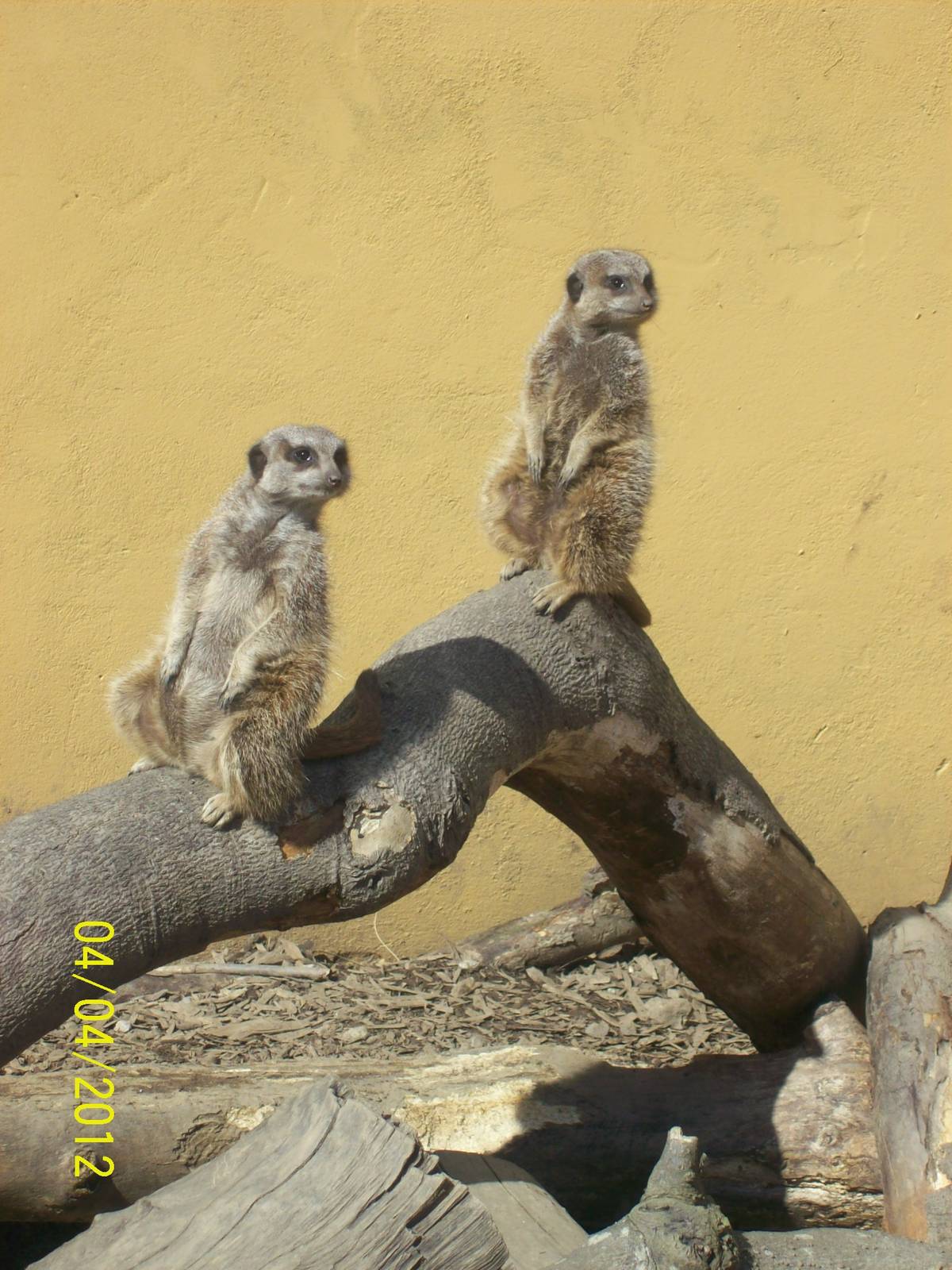 meerkats