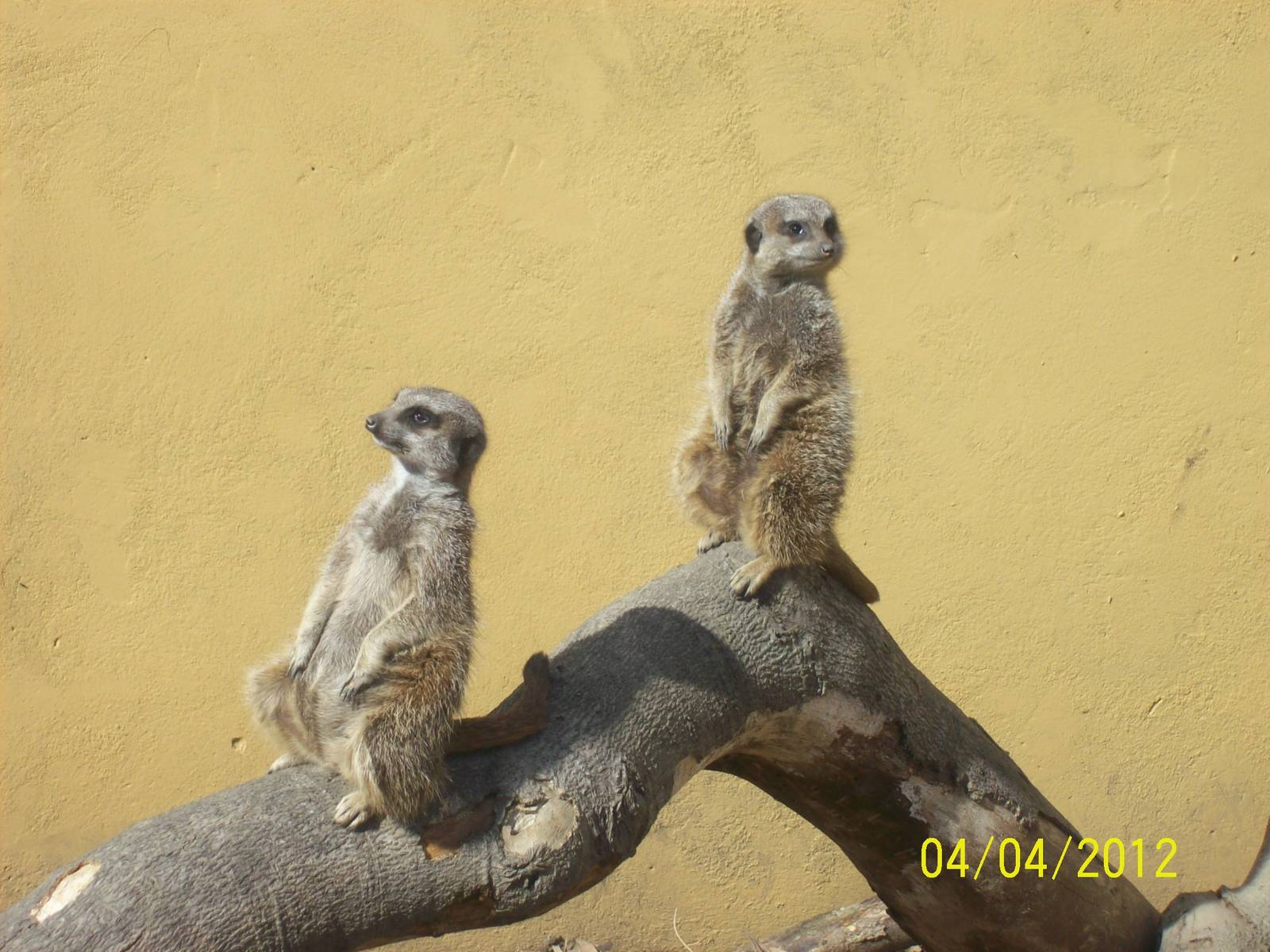 meerkats