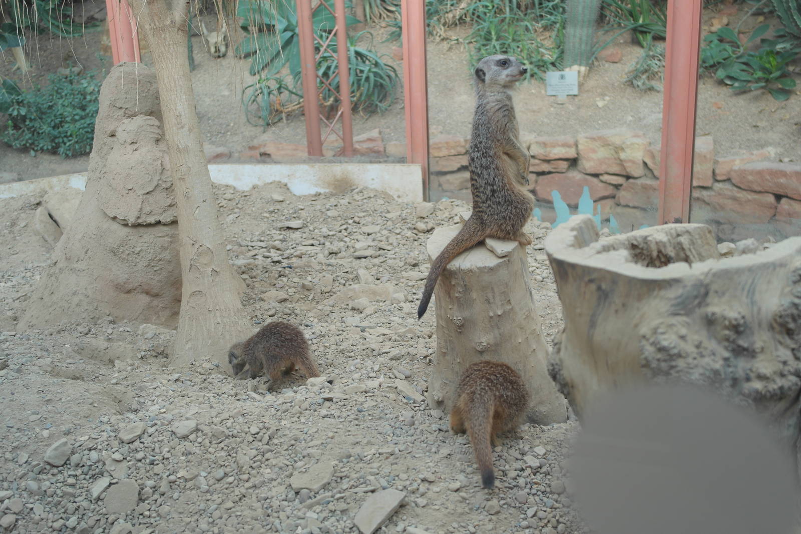 Meerkats