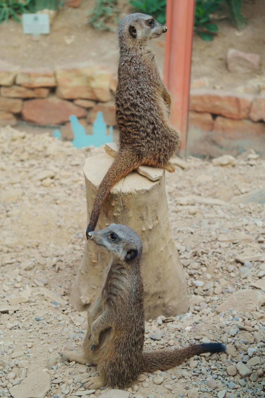 Meerkats