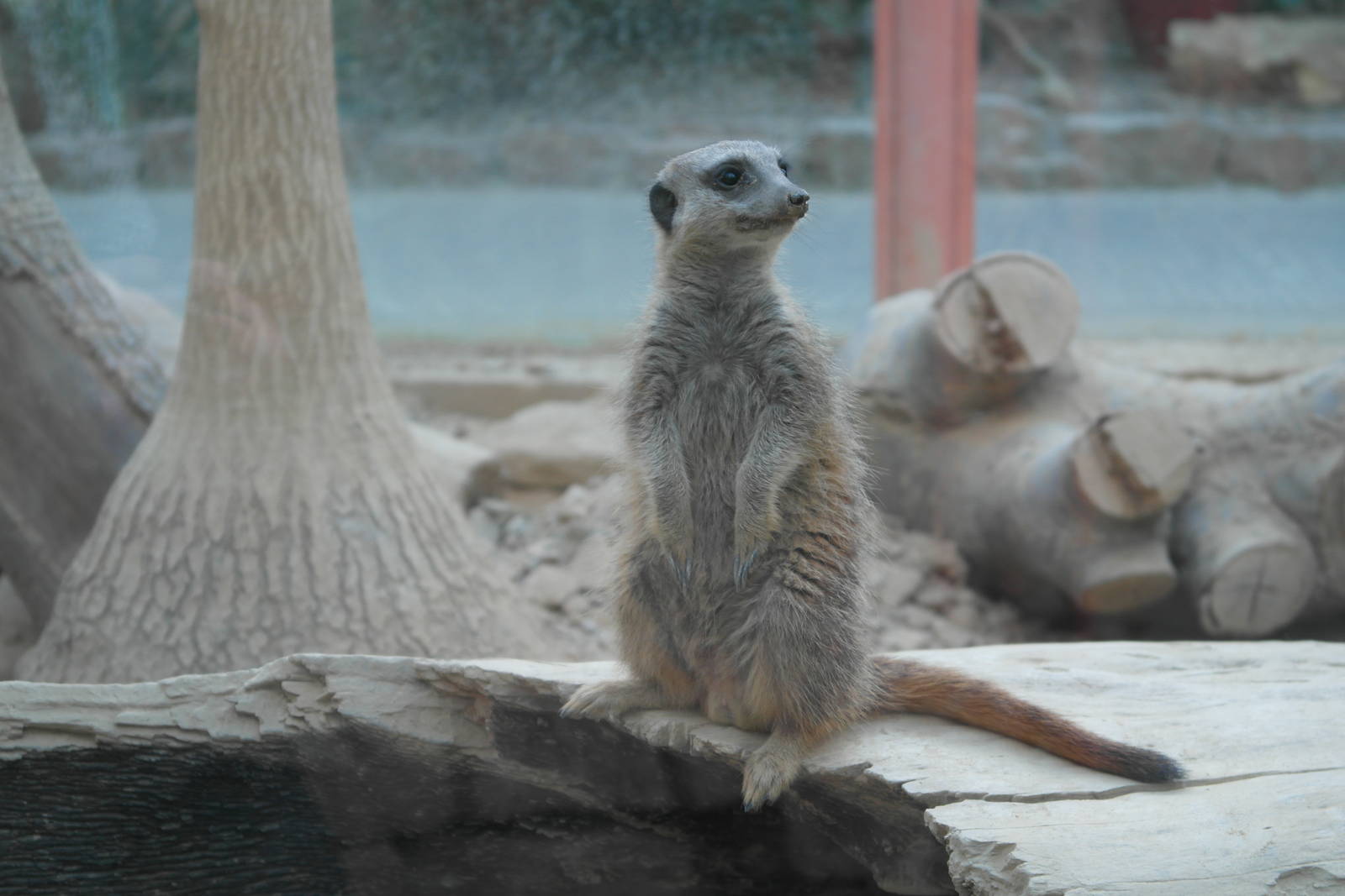 Meerkats