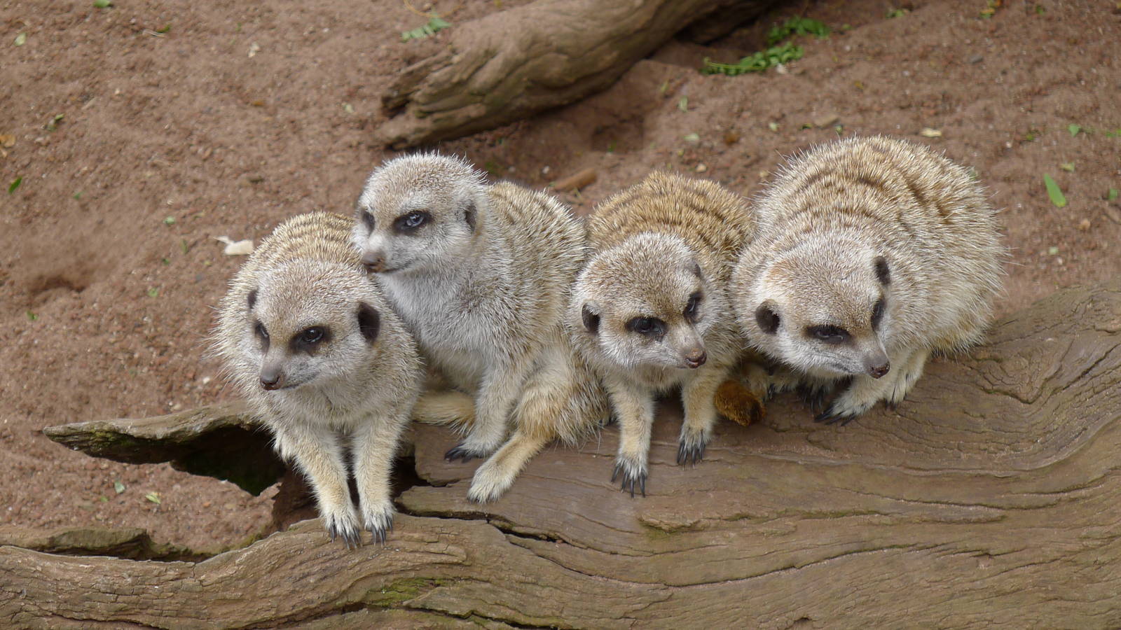 Meerkats