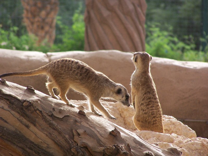 Meerkats