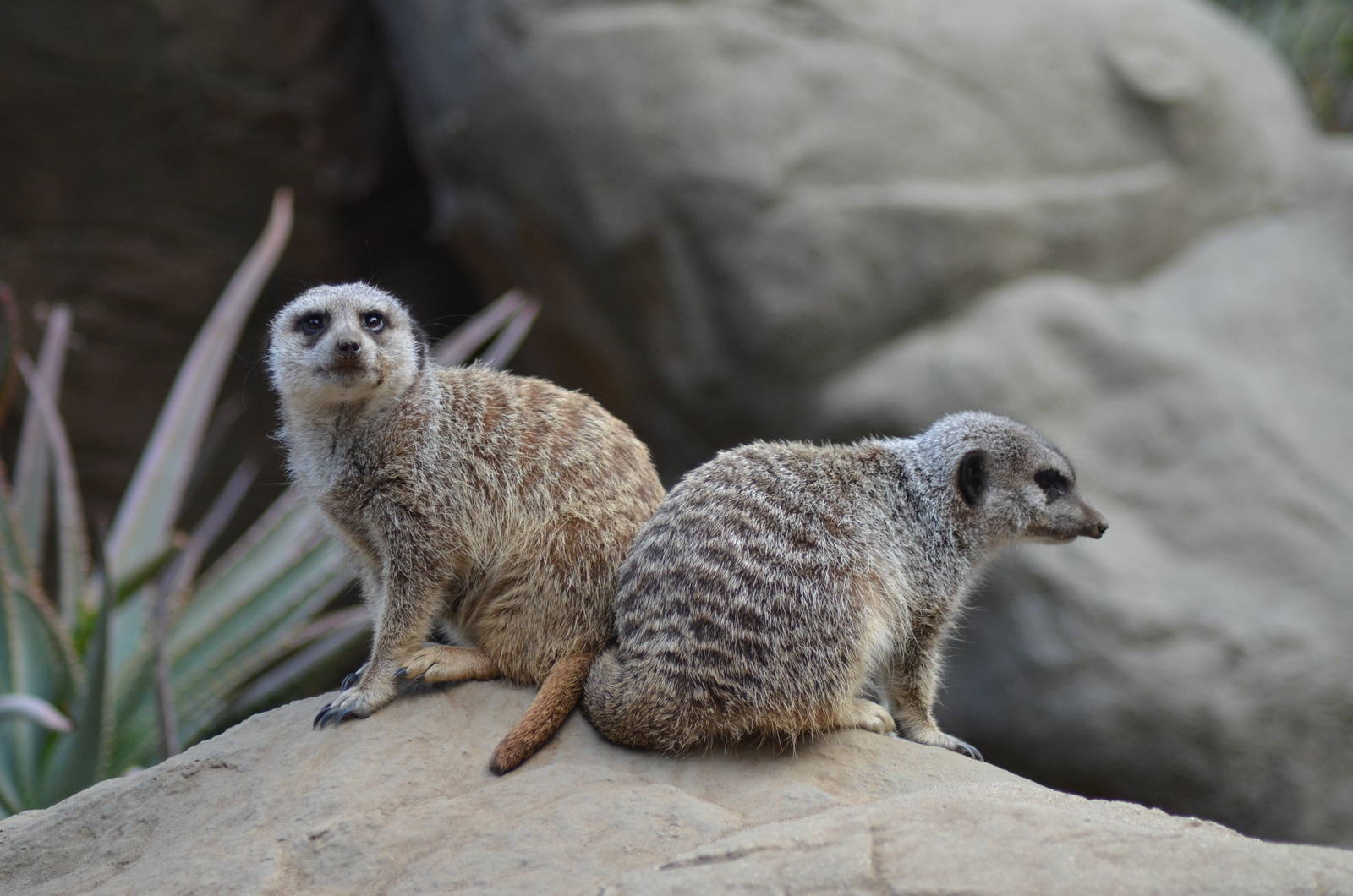 Meerkats