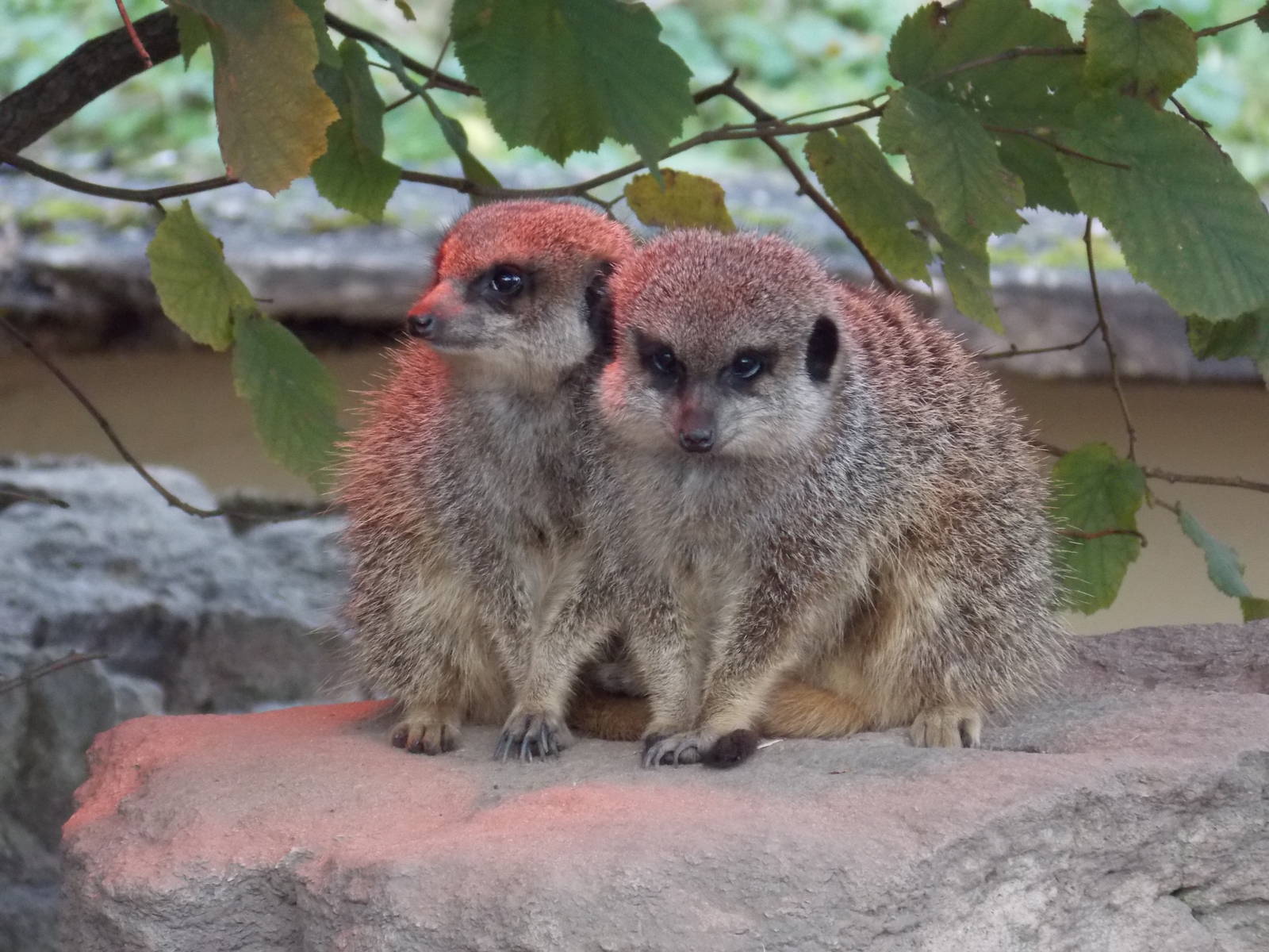 Meerkats