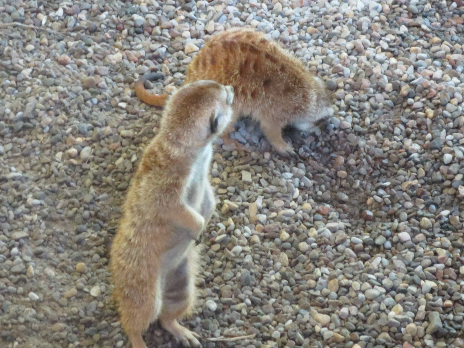 Meerkats