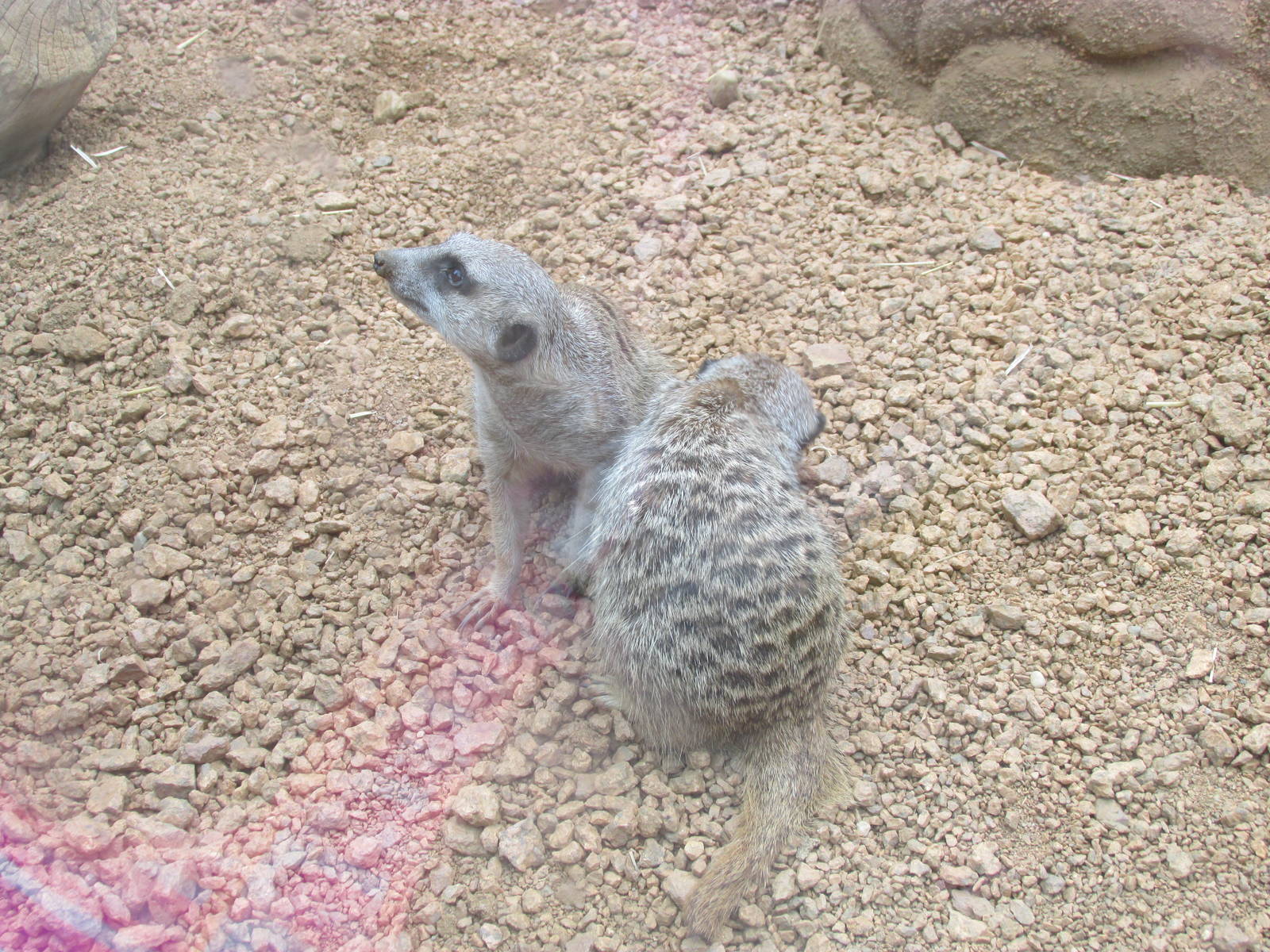 Meerkats