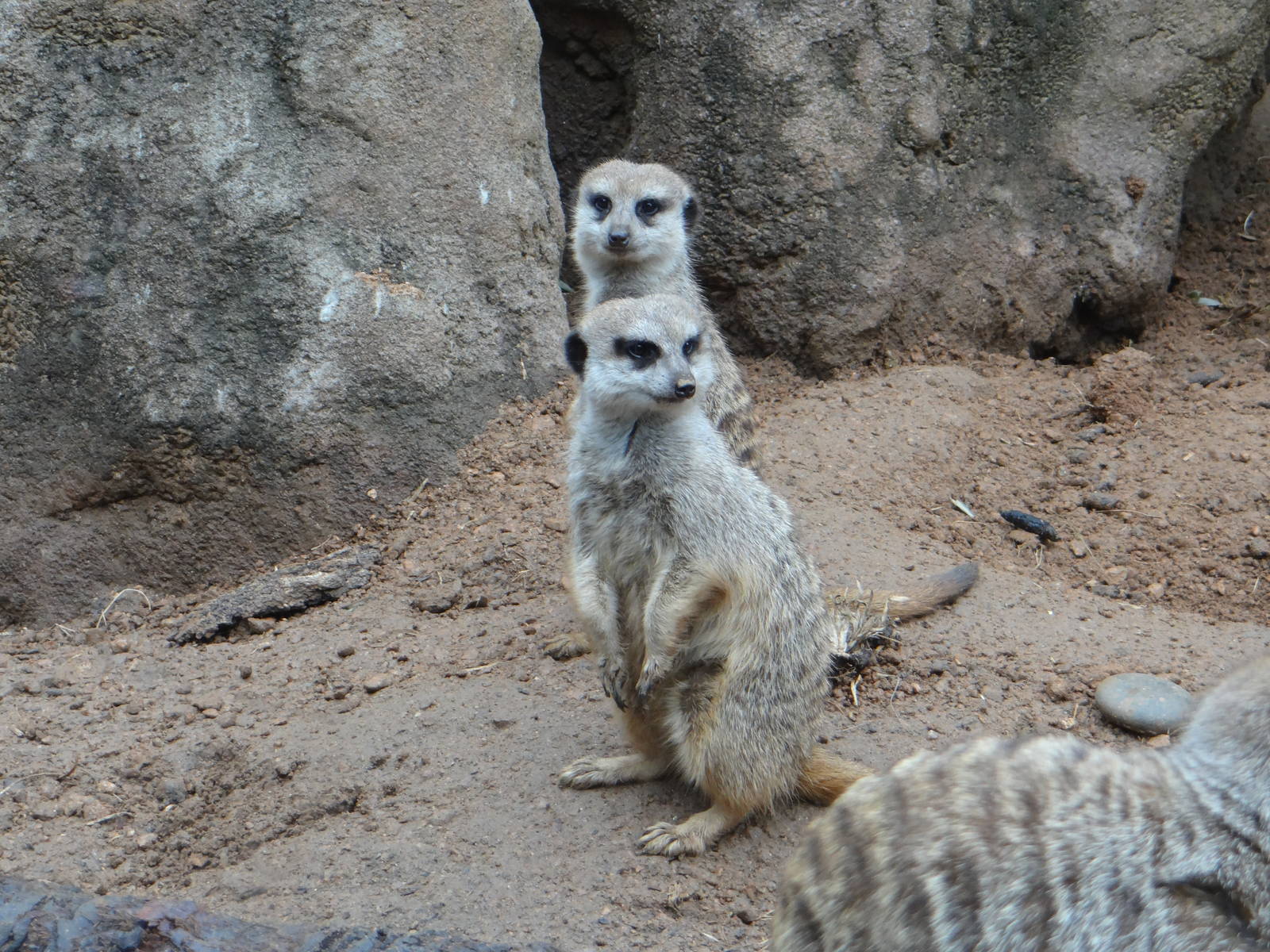 Meerkats