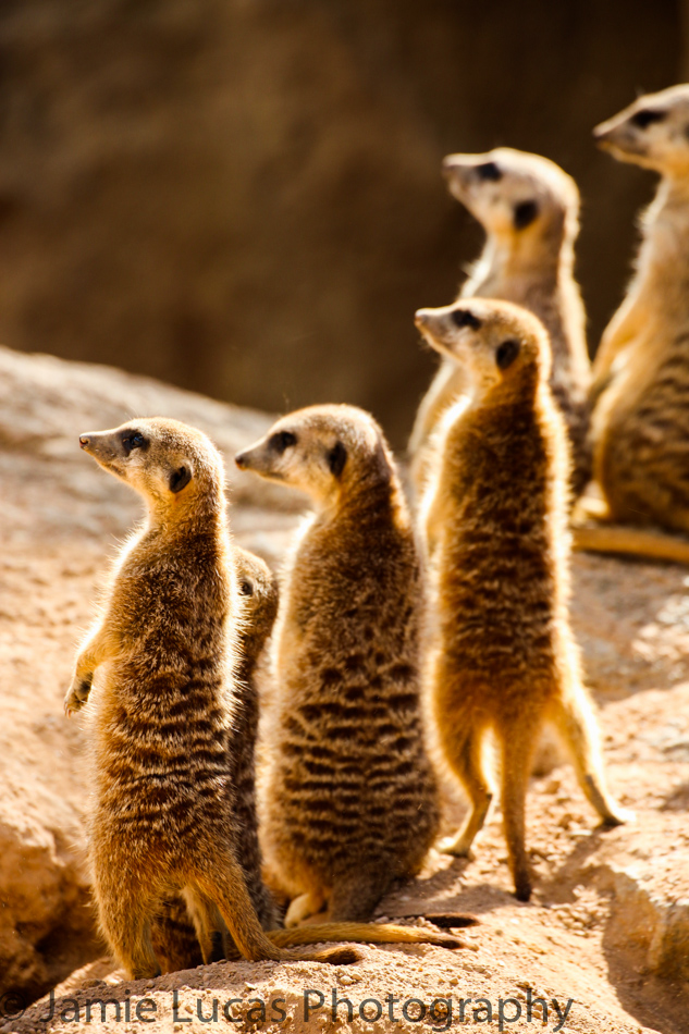 Meerkats
