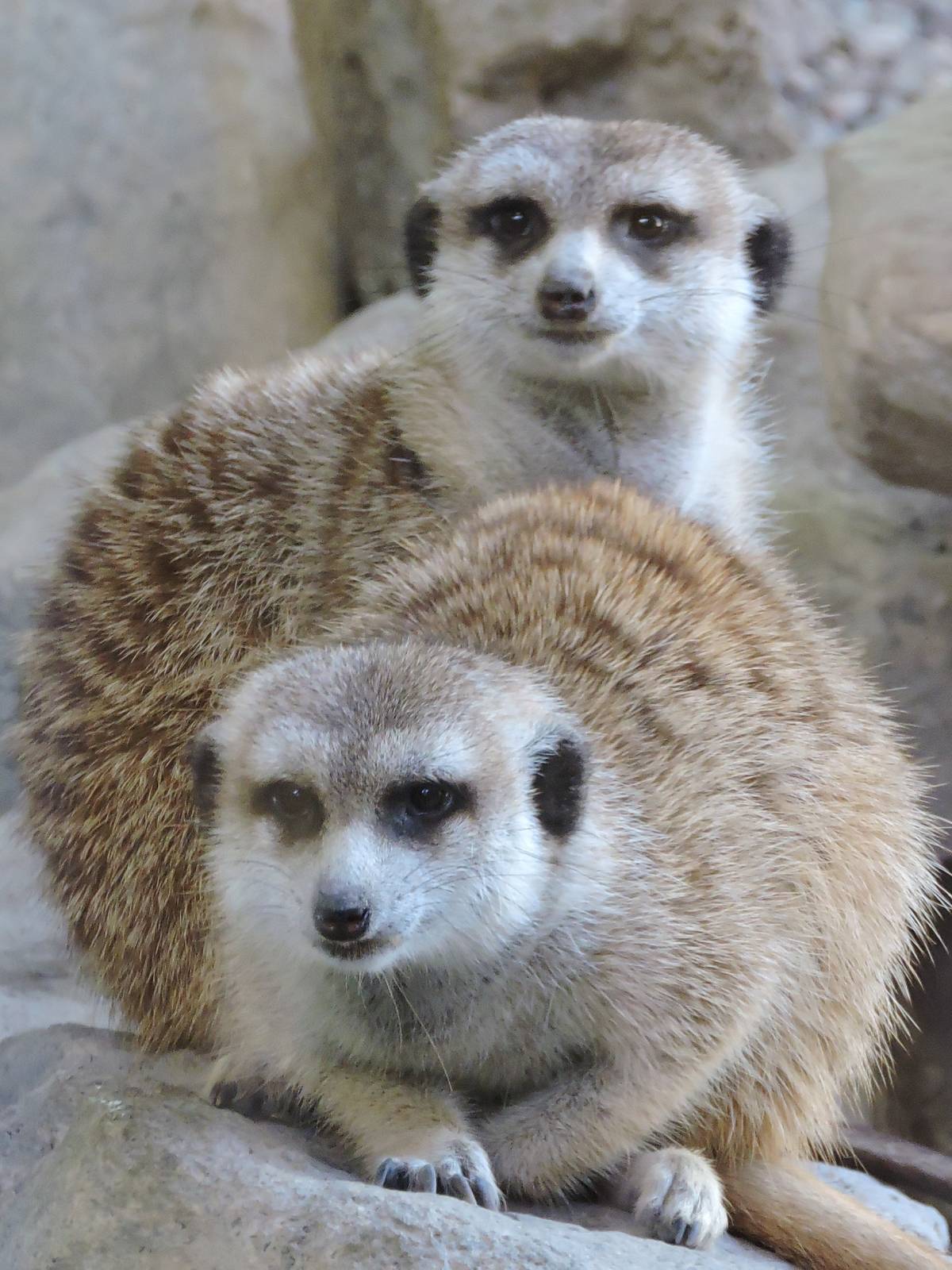 Meerkats