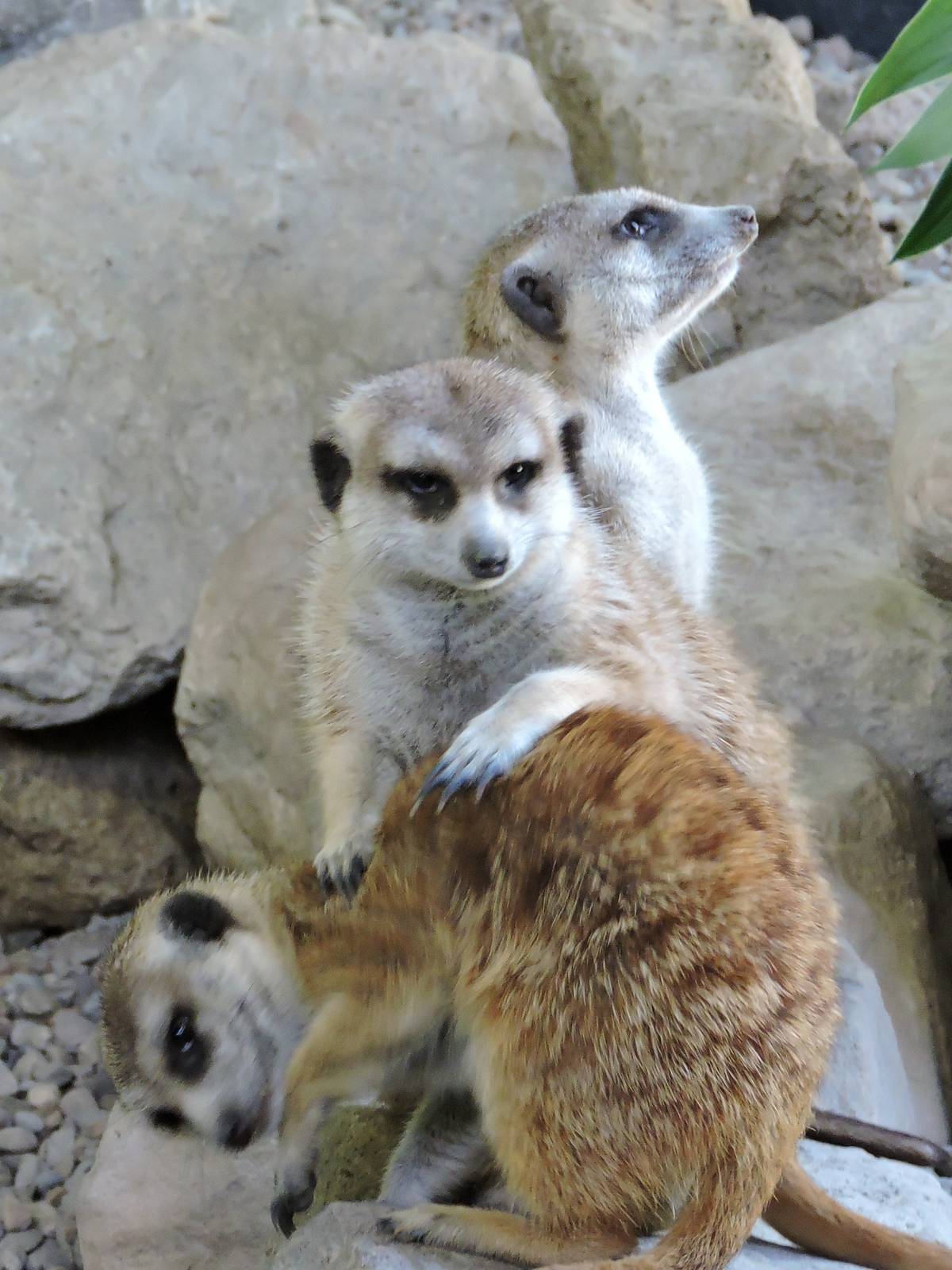 Meerkats