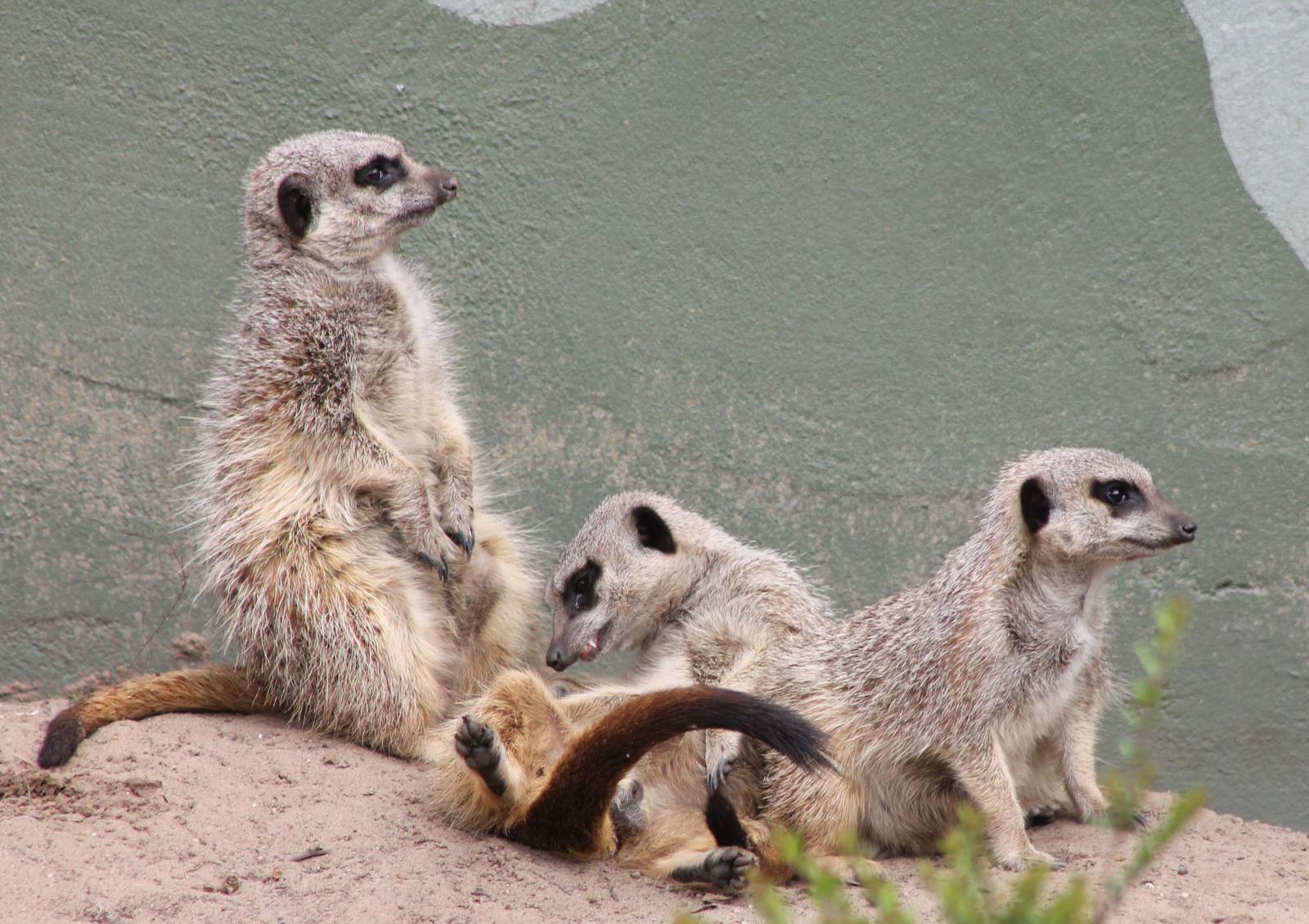Meerkats