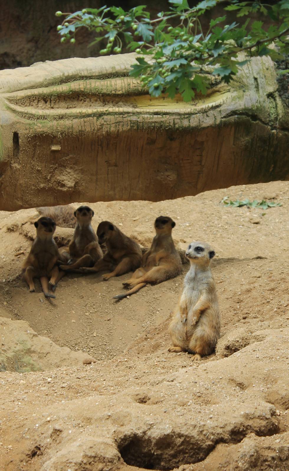 Meerkats