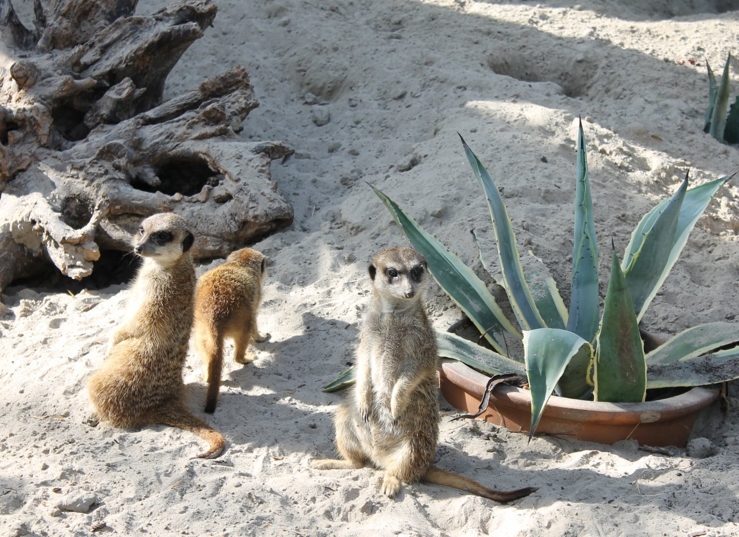 Meerkats