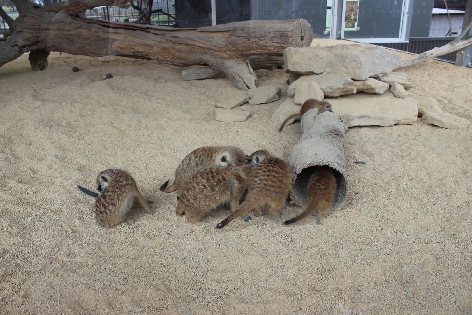 Meerkats