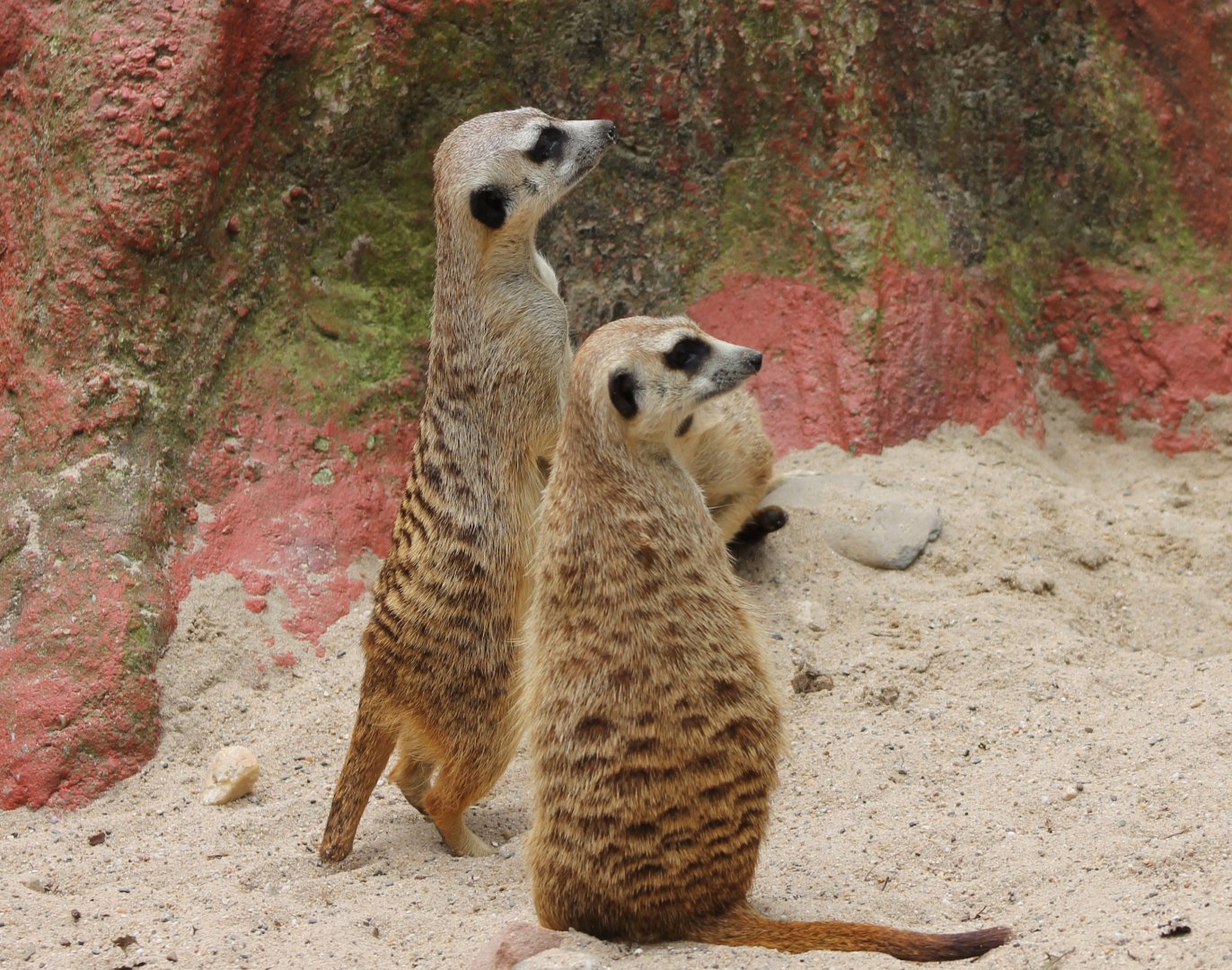 Meerkats