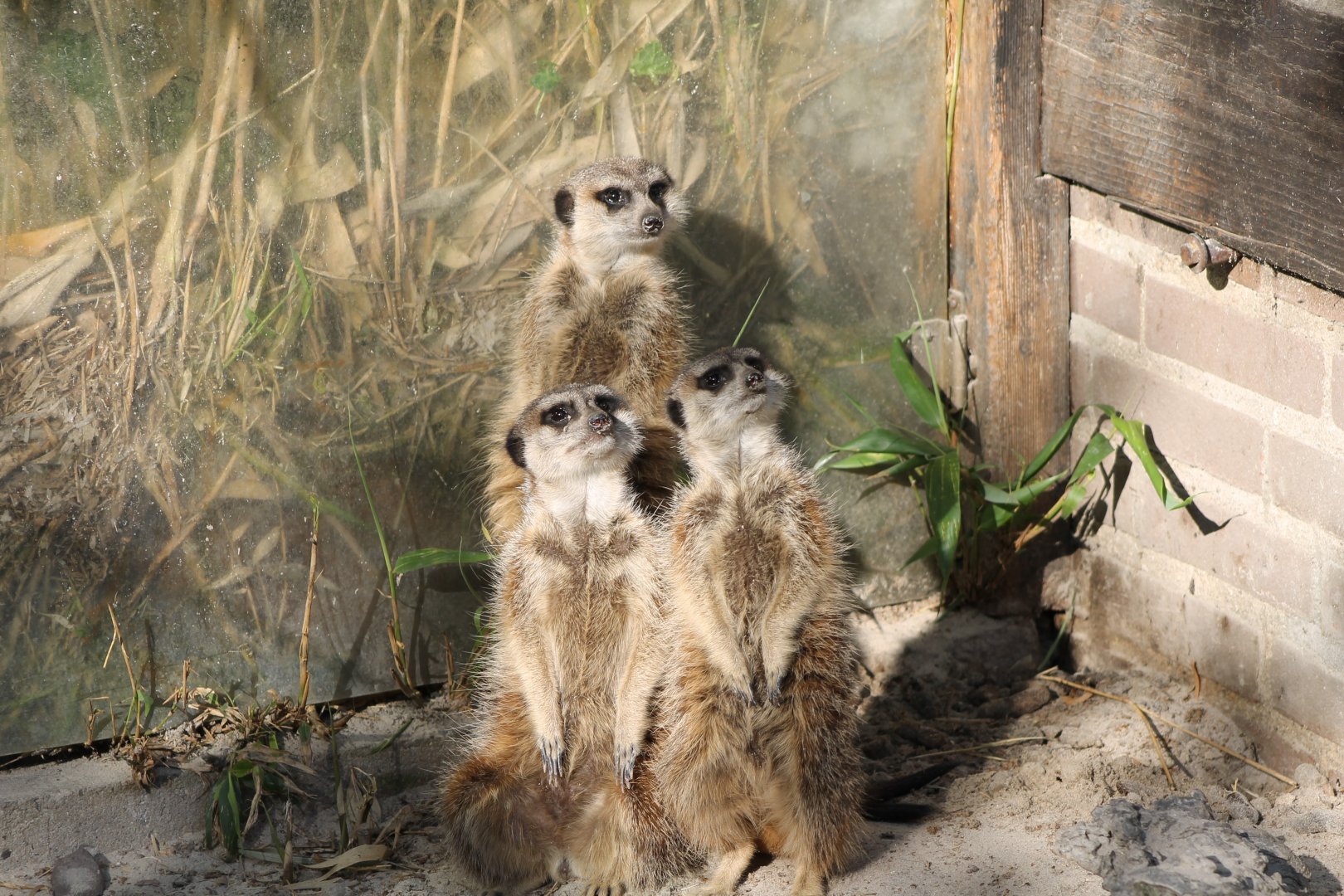 Meerkats