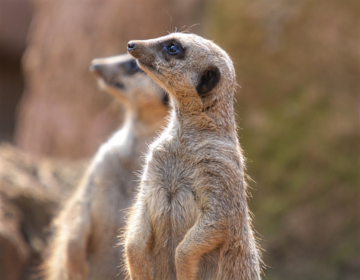 Meerkats