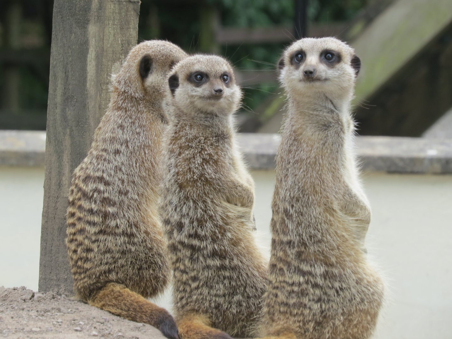 meerkats