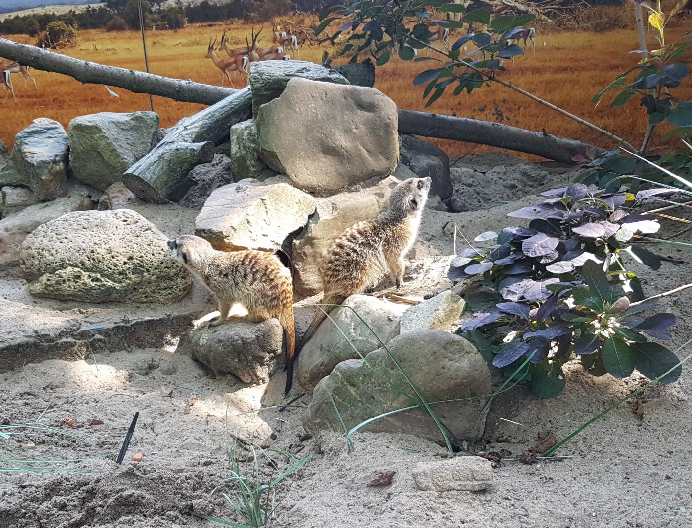 Meerkats