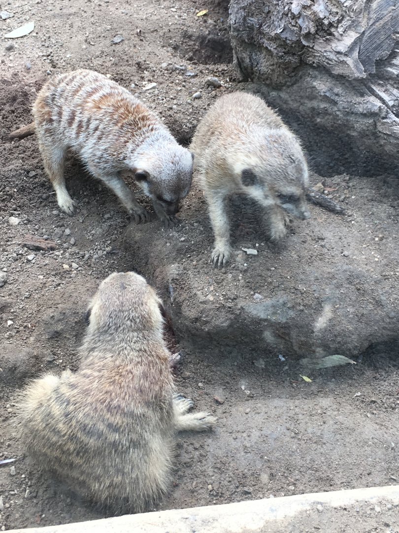 Meerkats