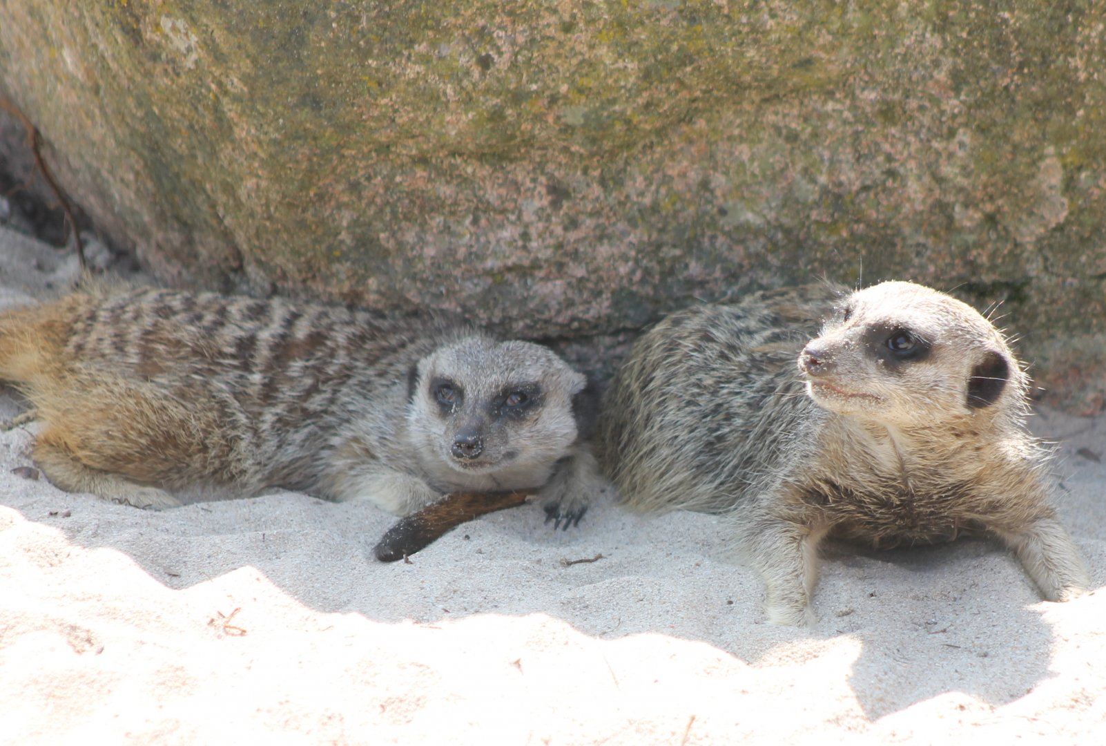 Meerkats