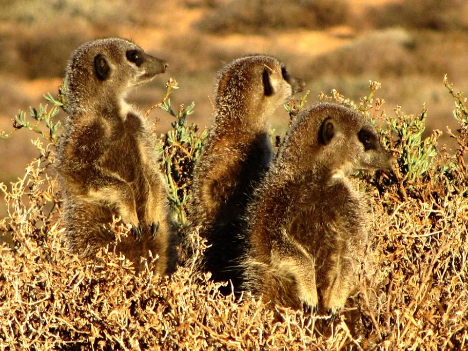 Meerkats