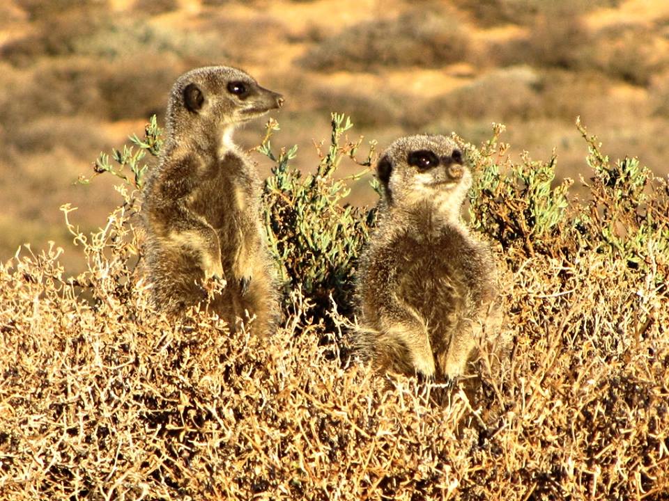 Meerkats