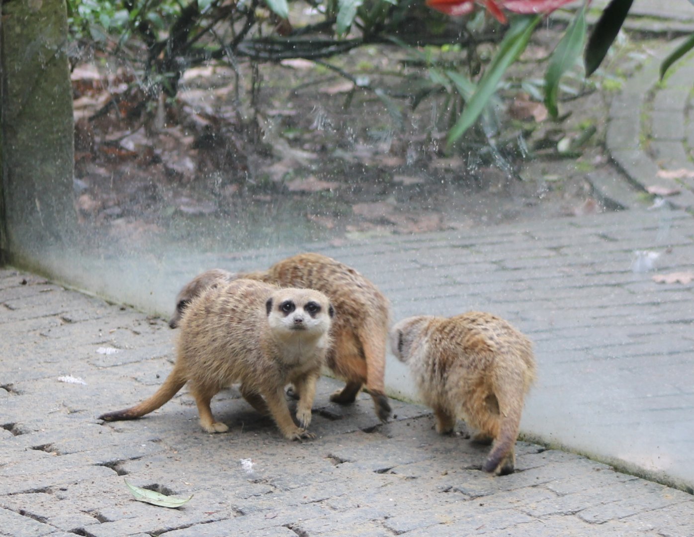 Meerkats