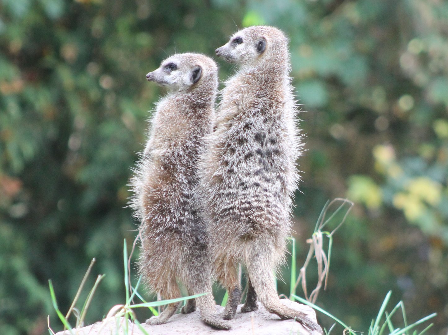 Meerkats