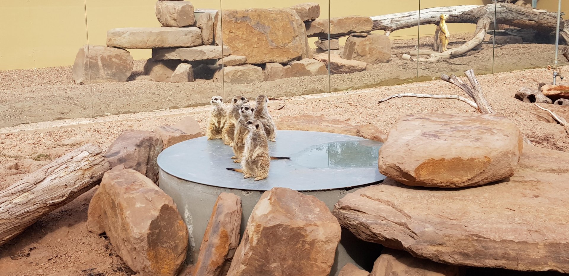 Meerkats