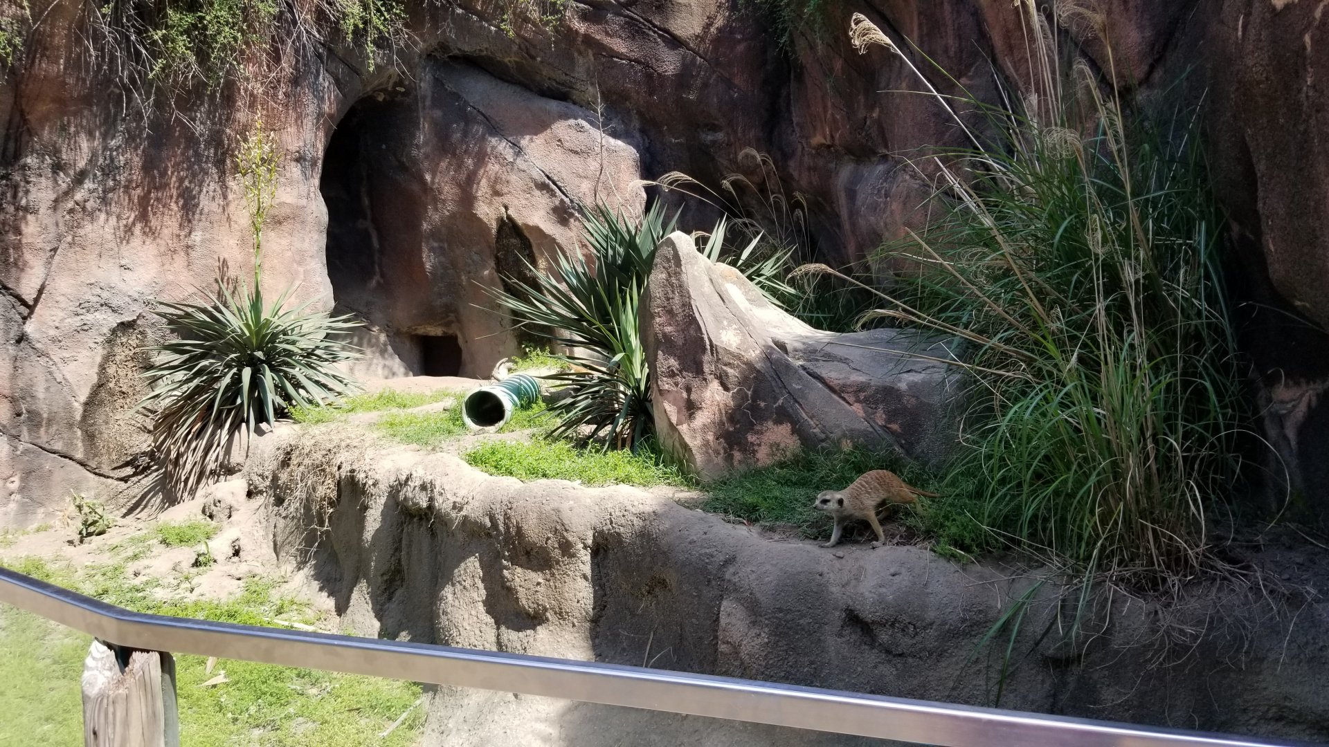 Meerkats
