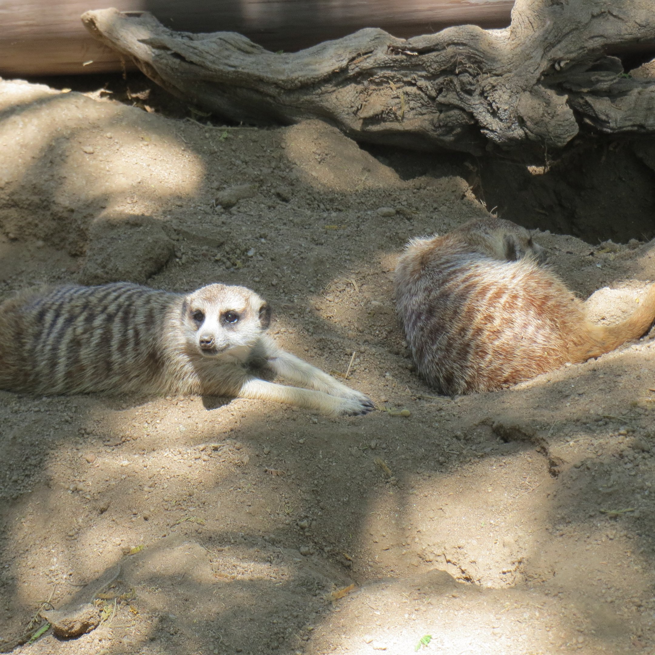 Meerkats