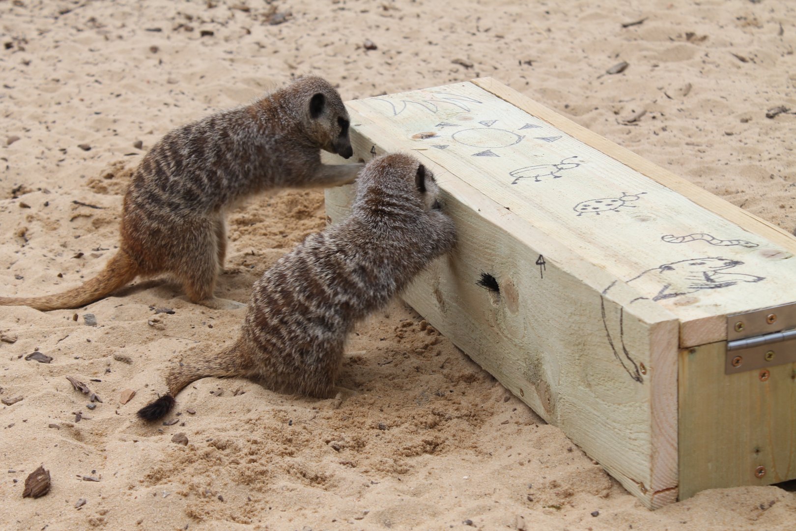Meerkats