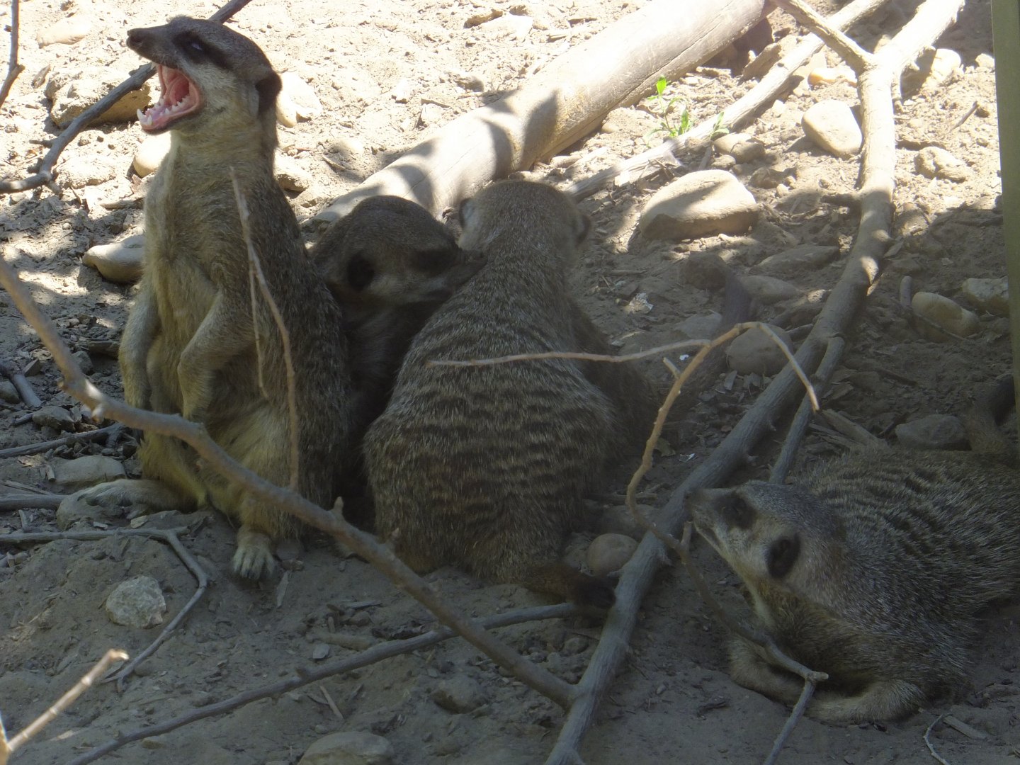 Meerkats