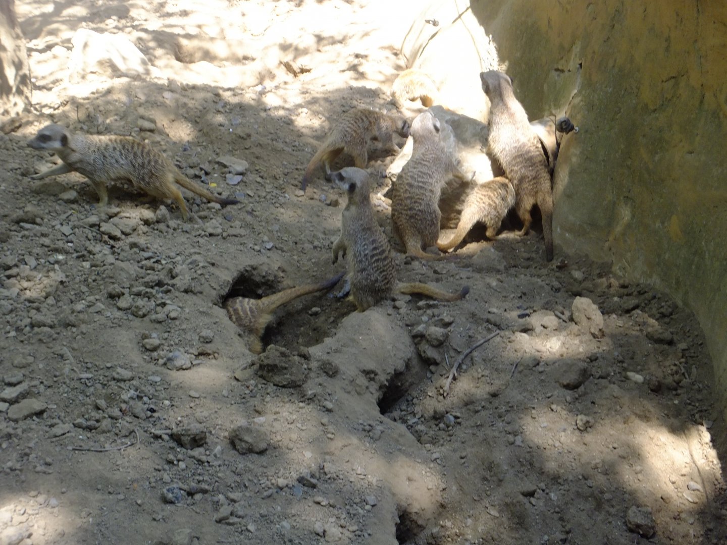 Meerkats