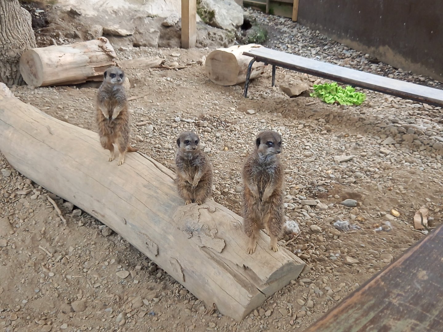 Meerkats