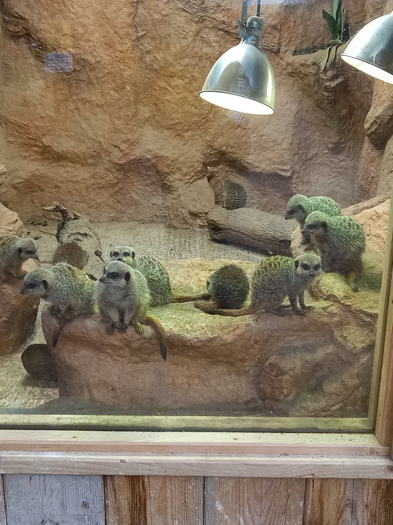 Meerkats