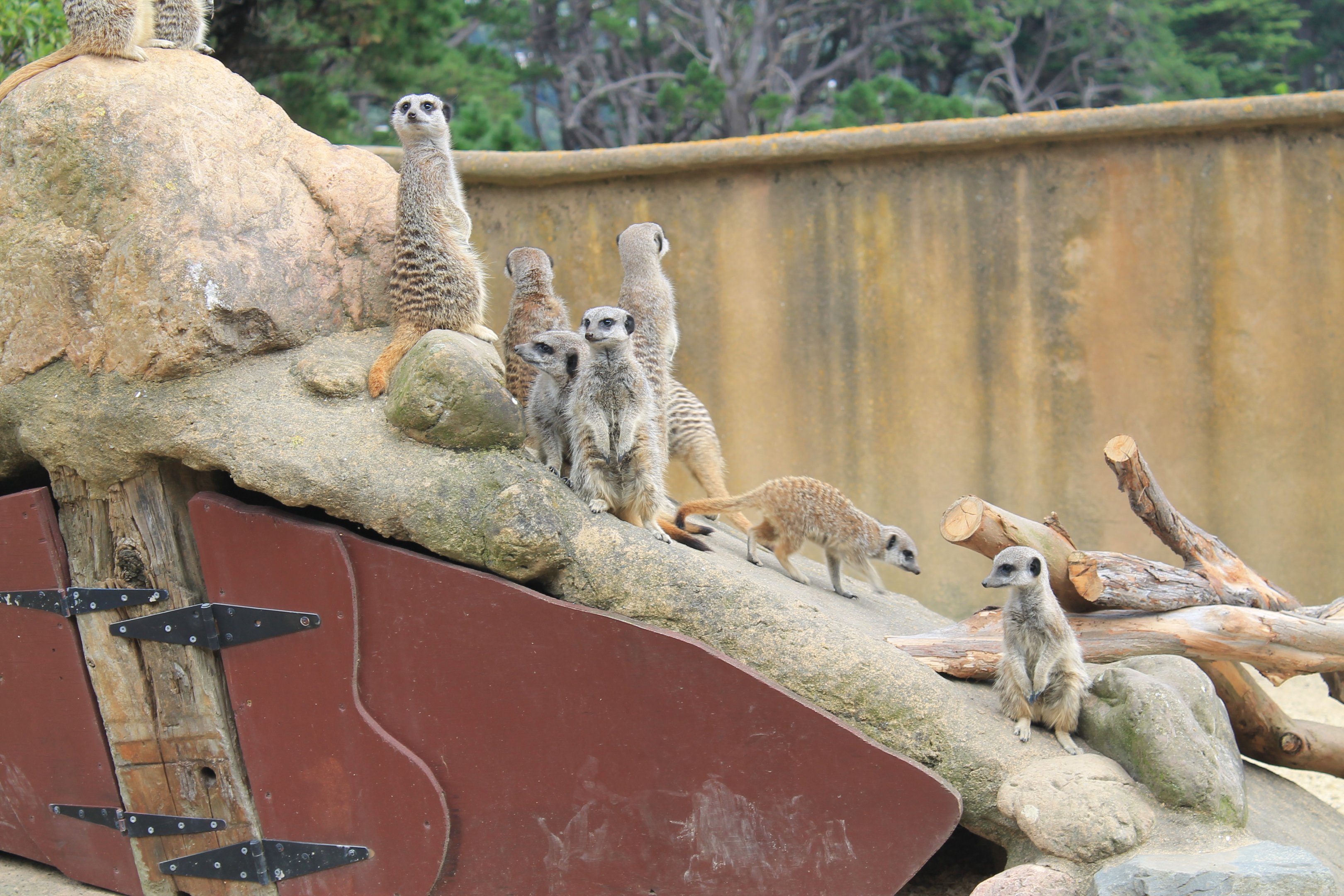 Meerkats