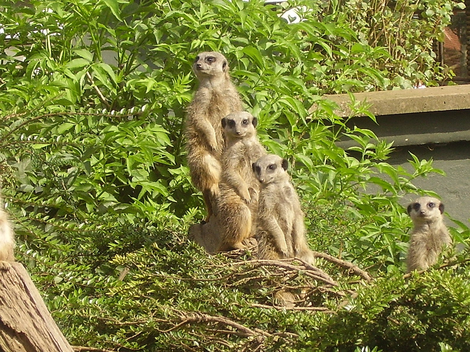 Meerkats