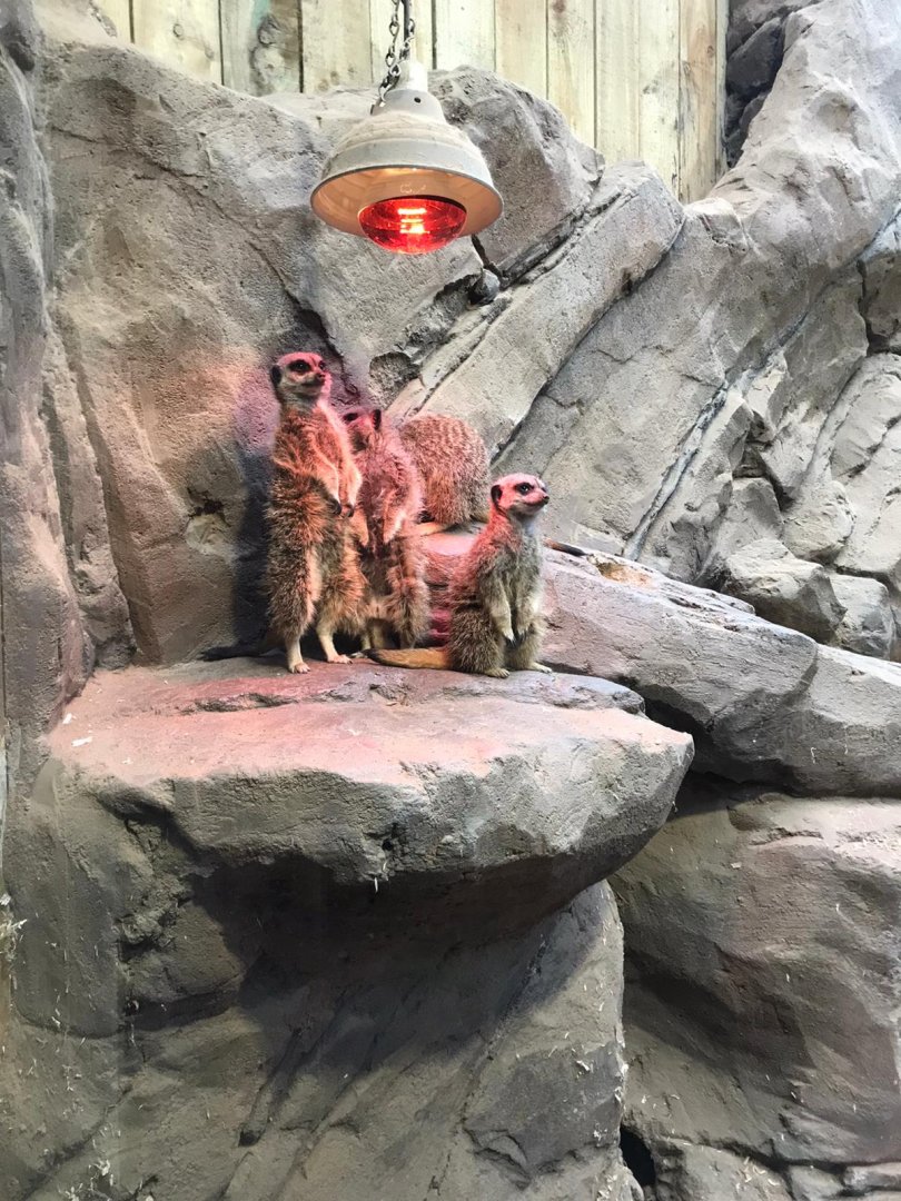Meerkats