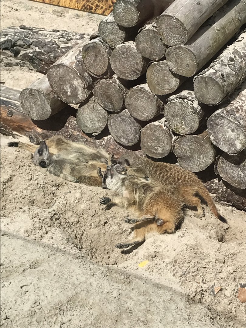 Meerkats