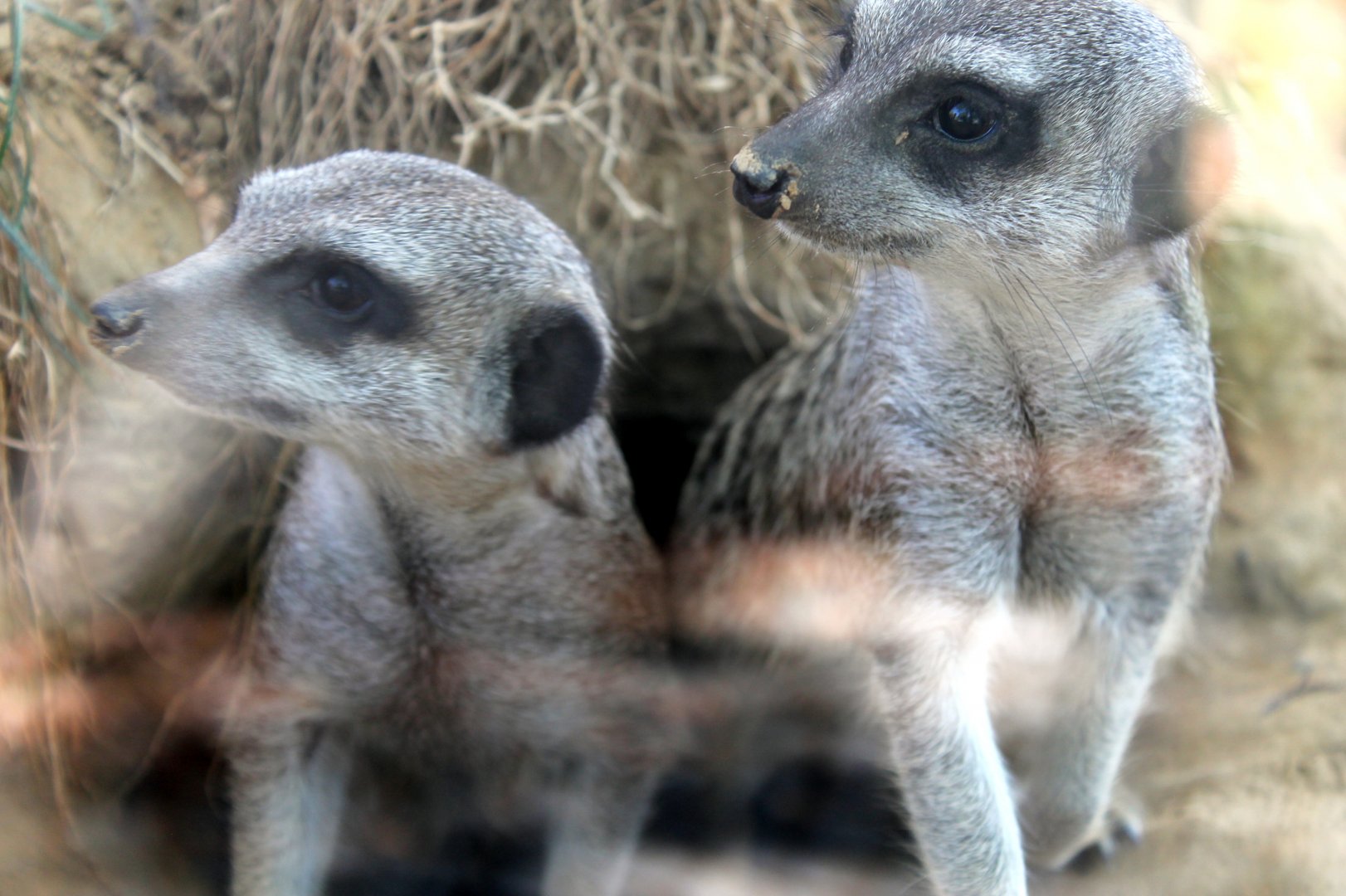 Meerkats
